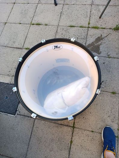 Bass Drum & Snare Drum
