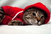 NEW dog/cat winter hoodies in SMALL &amp; LARGE sizes