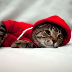 NEW dog/cat winter hoodies in SMALL & LARGE sizes