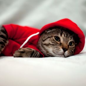 NEW dog/cat winter hoodies in SMALL & LARGE sizes