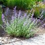Catmint - Nepeta Walkers Low Image 3