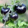 (T) Tomato Blackball seeds 0.1g (111220) Image 2