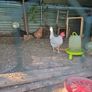 hens Image 3