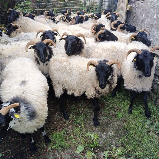 Black face horny Hoggets