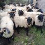 Black face horny Hoggets Image 2