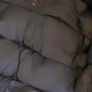 Canada goose Image 6
