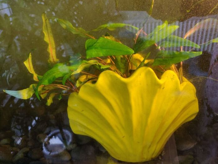 Aquarium plants Cryptocoryne wendtii