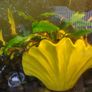Aquarium plants Cryptocoryne wendtii Image 2
