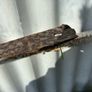 Set of 4 old trap springs Image 9