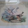 antique print, bird prints Image 6
