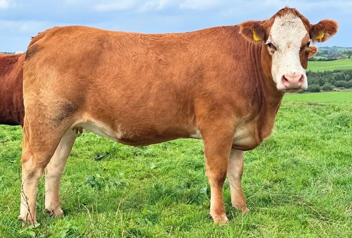 35 In-Calf Heifers for Sale Balla Mart 17 Oct