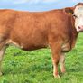 35 In-Calf Heifers for Sale Balla Mart 17 Oct Image 9