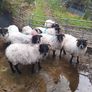 ewes Image 3