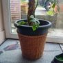 large monstera Minima with wicker pot Image 3
