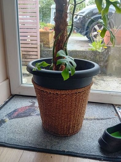 large monstera Minima with wicker pot