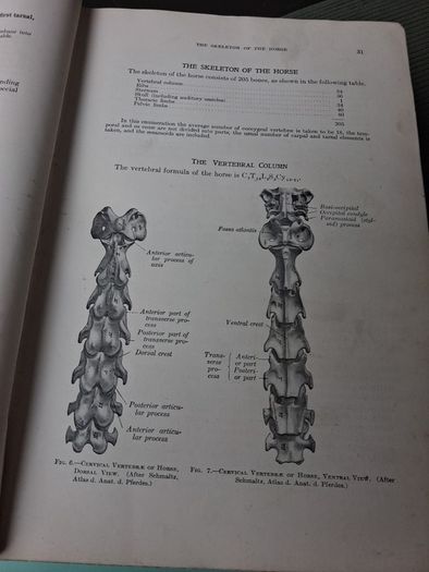 A Text Book Of. Veterinary Anatomy