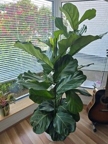 Fiddle leaf fig pot plant