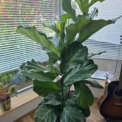 Fiddle leaf fig pot plant