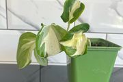 plant Photos n'joy