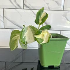 plant Photos n'joy
