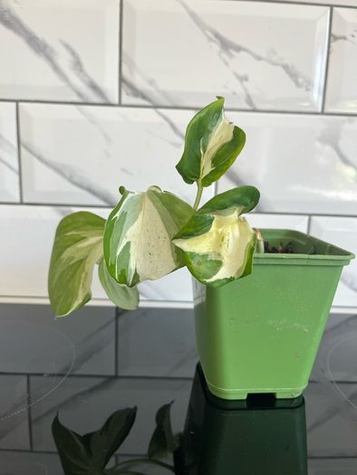 plant Photos n'joy