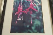 Fremed Print of Wield Fuchsia and Bee signed 40/100 lmited edditions