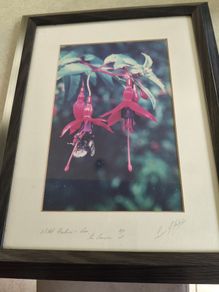 Fremed Print of Wield Fuchsia and Bee signed 40/100 lmited edditions