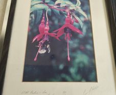 Fremed Print of Wield Fuchsia and Bee signed 40/100 lmited edditions
