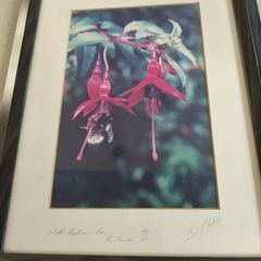 Fremed Print of Wield Fuchsia and Bee signed 40/100 lmited edditions