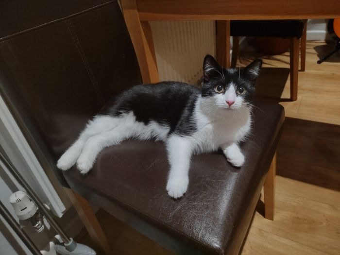 cat