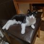 cat Image 2