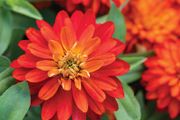 (Z) Zinnia Zahara Double Fire seeds (10s) (415533)
