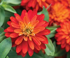 (Z) Zinnia Zahara Double Fire seeds (10s) (415533)