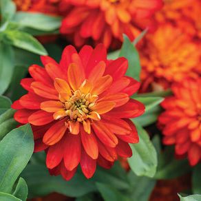 (Z) Zinnia Zahara Double Fire seeds (10s) (415533)