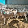easycare ewe lambs easy care Image 5