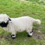 Unregistered pedigree valais blacknose ram lamb Image 2