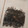 Black Church Print Studio 'Little Plants' 1/10 Image 4