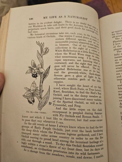 My Life As A Naturalistic. By W. Percival Westell. First Edition 1918 Hardback In Fair Condition.  See Photos For Same.