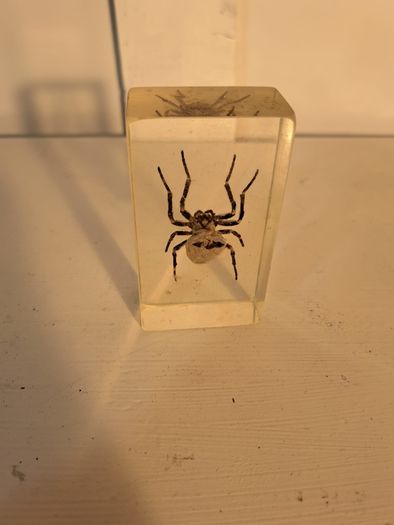 5 Insect Specimens