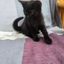 kittens Image 3