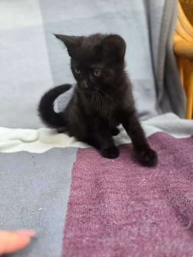 kittens