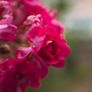 Nikon 35-70mm f/2.8 AF-D Image 6