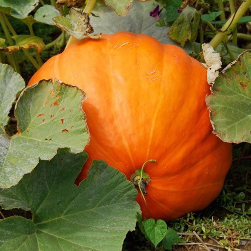(P) Pumpkin Big Max 50 -70kg seeds 2g (123544)