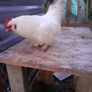 Poultry Image 5