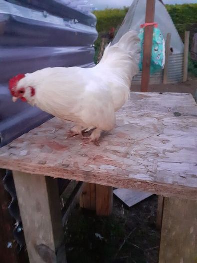 Poultry