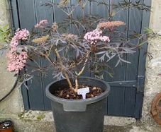 Sambucus Nigra in very large pot