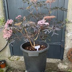 Sambucus Nigra in very large pot