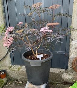 Sambucus Nigra in very large pot