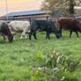 6 super shorthorn 5 star heifers Image 7