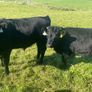 Dexter calves Image 3